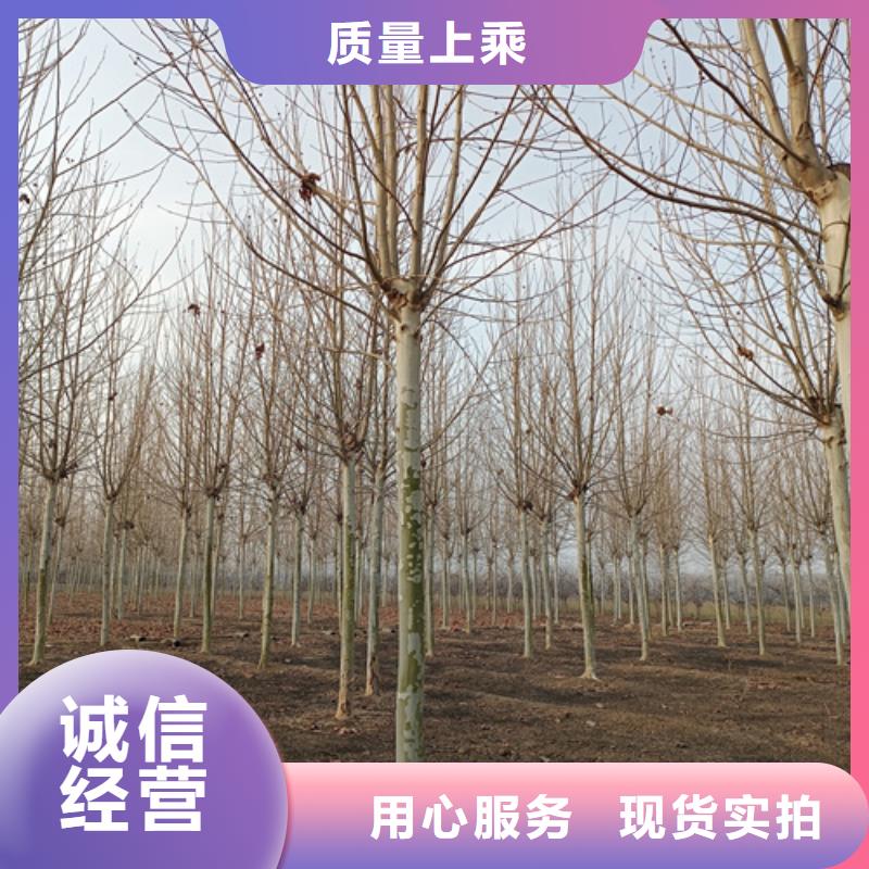 法桐截杆发帽支持定制本地品牌