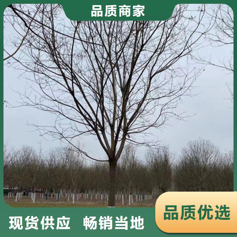 法桐黄金槐源头采购当地供应商