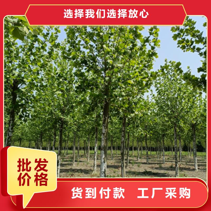 【法桐】秋紫白蜡产品细节参数48小时发货