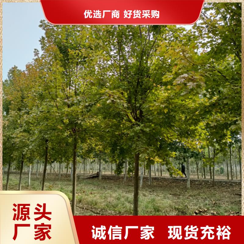 法桐北京栾厂家案例厂家直销直供