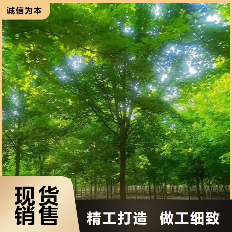 【法桐】黄金槐敢与同行比价格拒绝中间商
