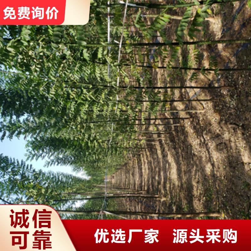 法桐-金叶槐经验丰富品质可靠当地生产商