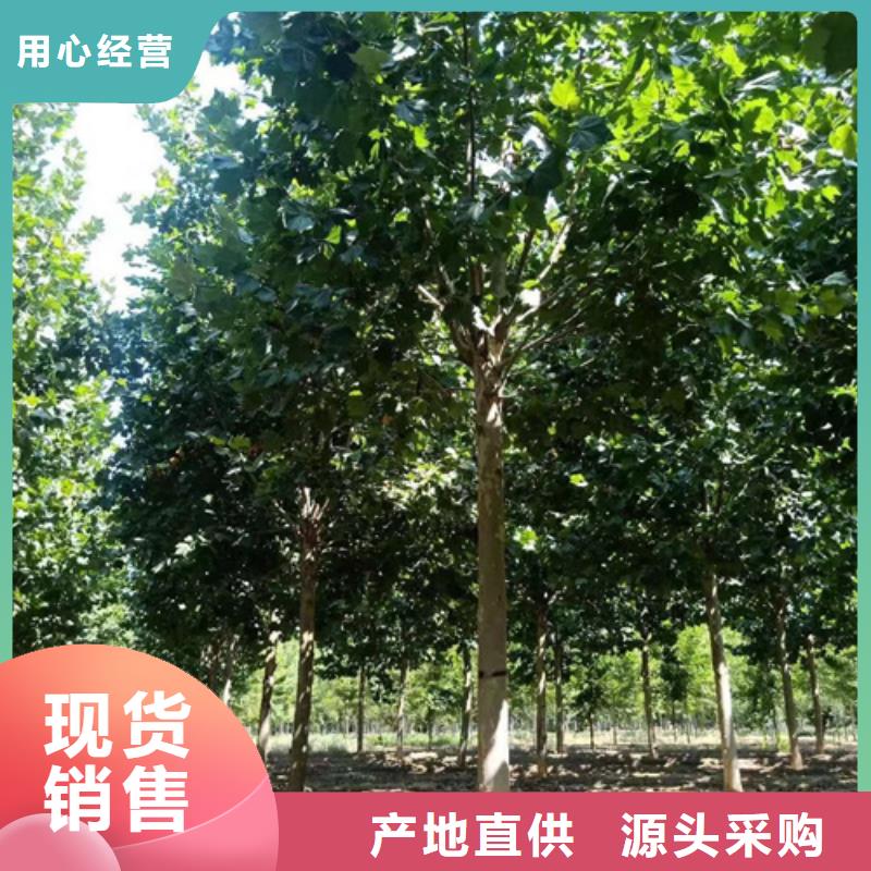​法桐秋紫白蜡品质保证同城公司
