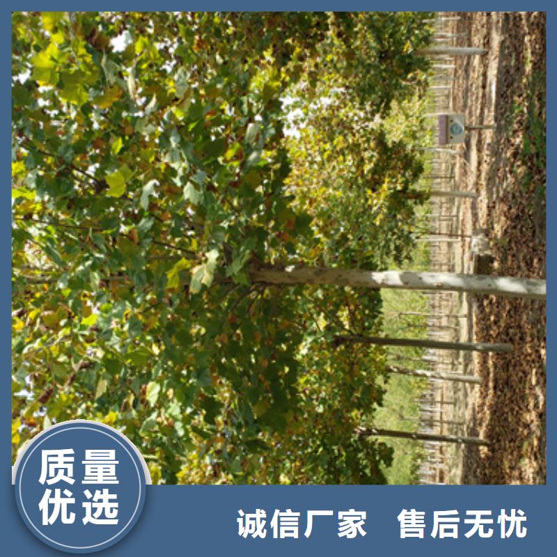 【法桐原生冠法桐专业按需定制】同城服务商
