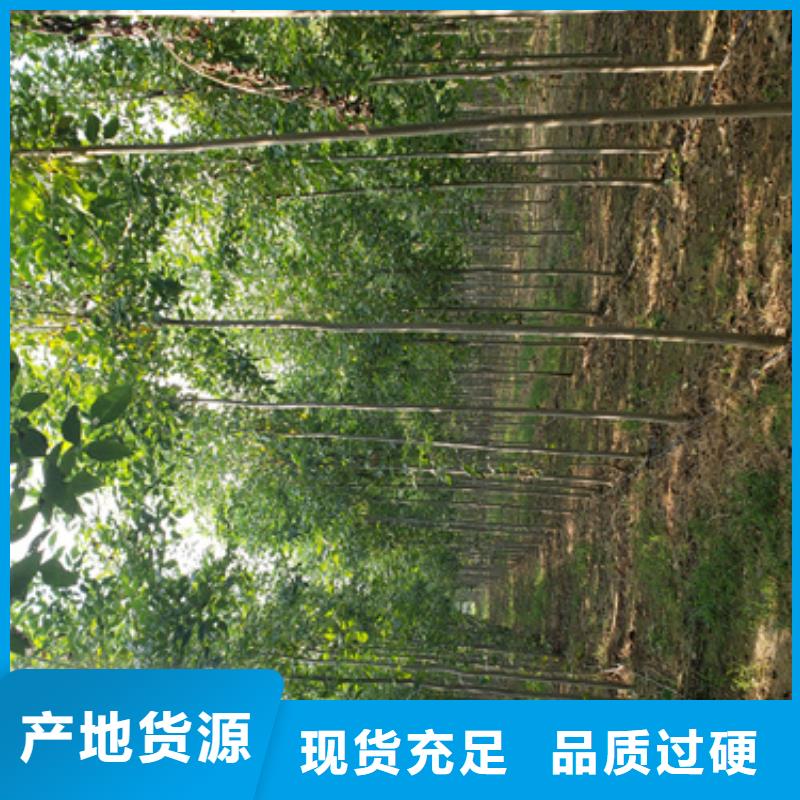 法桐,五角枫源头厂家供应本地生产商