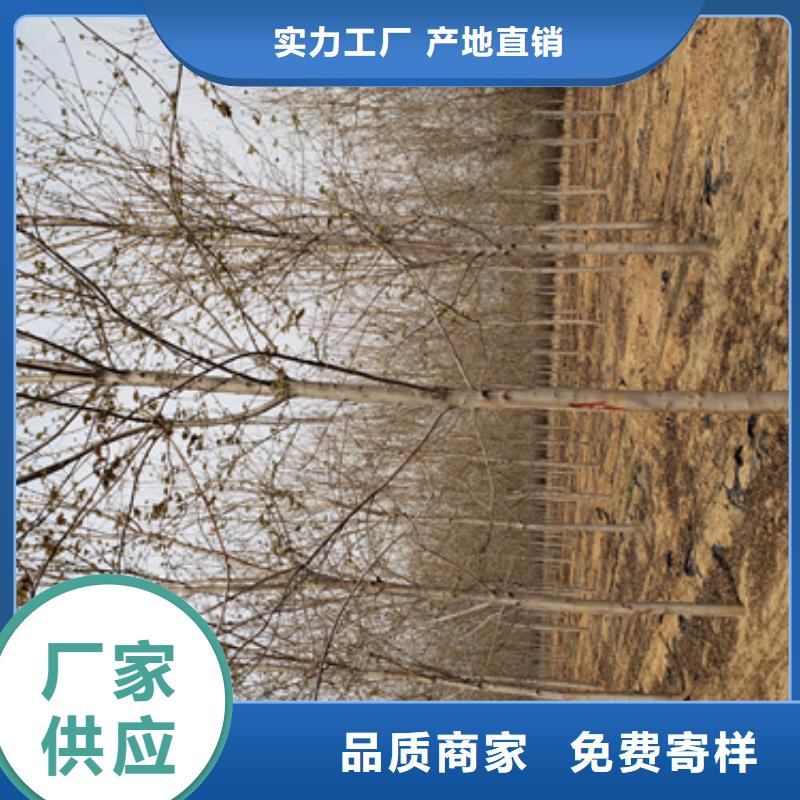法桐五角枫多种款式可随心选择当地经销商