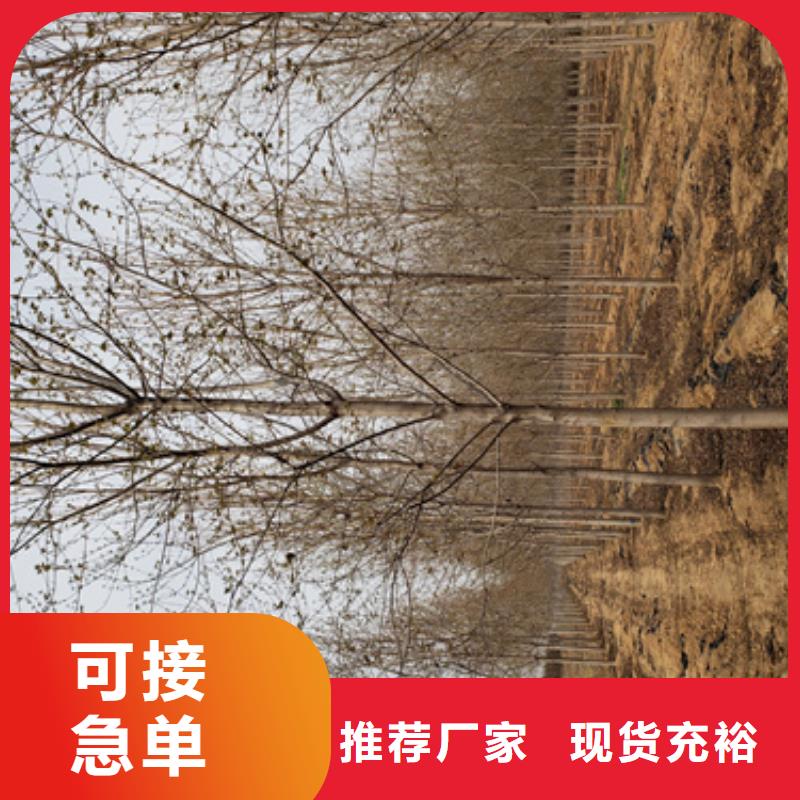 法桐【美国红枫】好产品放心购设计制造销售服务一体