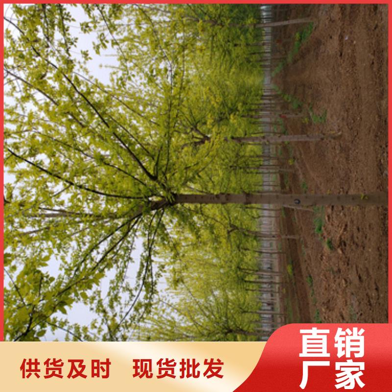 法桐金叶复叶槭用心做好细节本地制造商