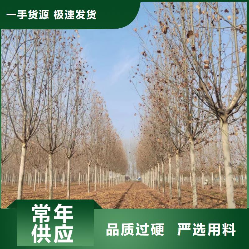 法桐金叶复叶槭一站式供应厂家诚信经营