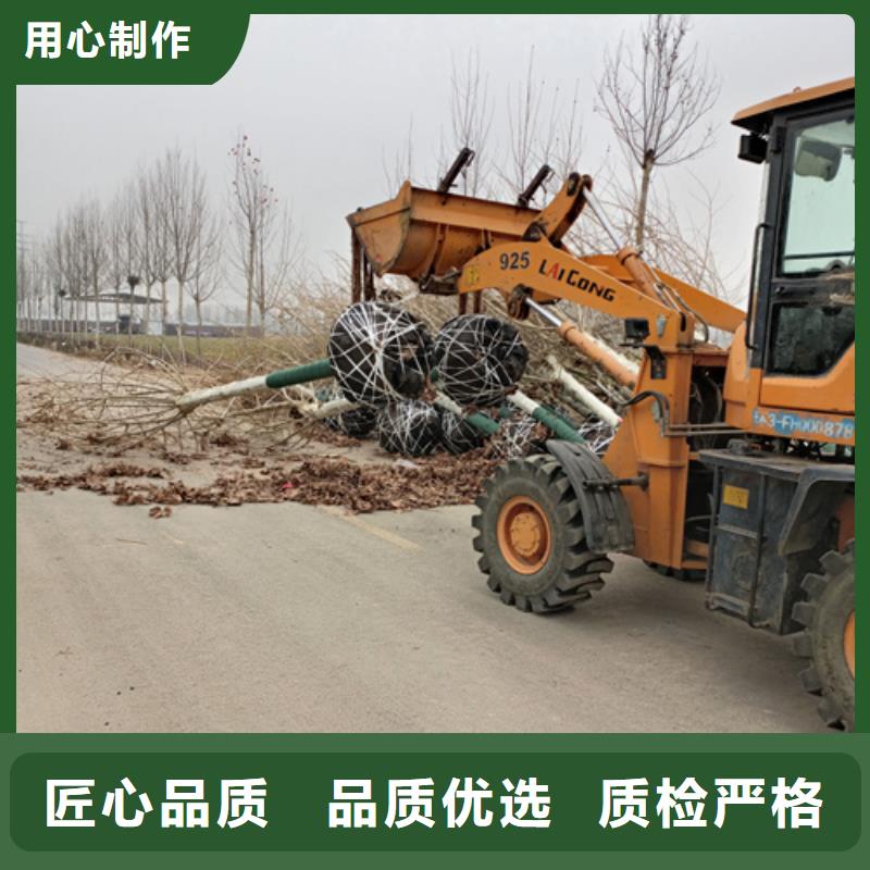 法桐白蜡订制批发多种优势放心选择