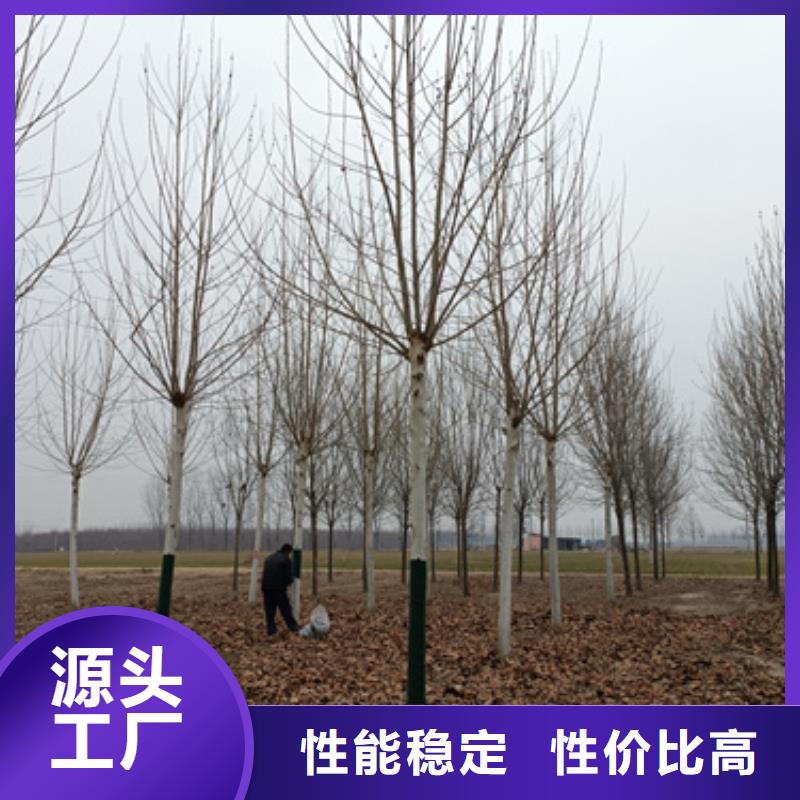 【法桐,美国红枫厂家直销】自营品质有保障