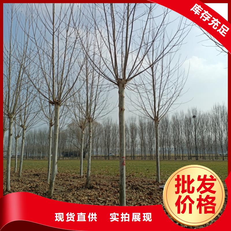 法桐_北京栾好产品不怕比追求品质
