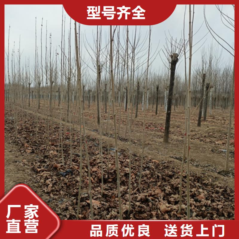 法桐【美国红枫】精致工艺实力厂商