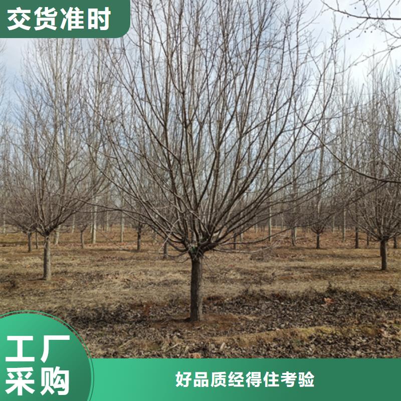 法桐金叶白蜡厂家直营一站式厂家