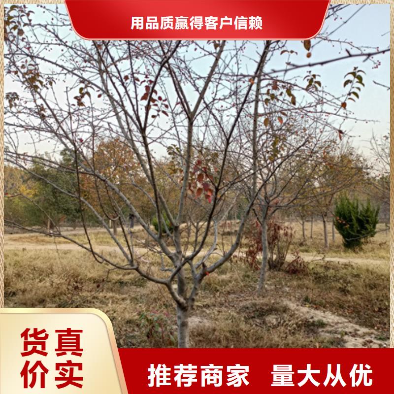 法桐金叶白蜡的图文介绍本地服务商