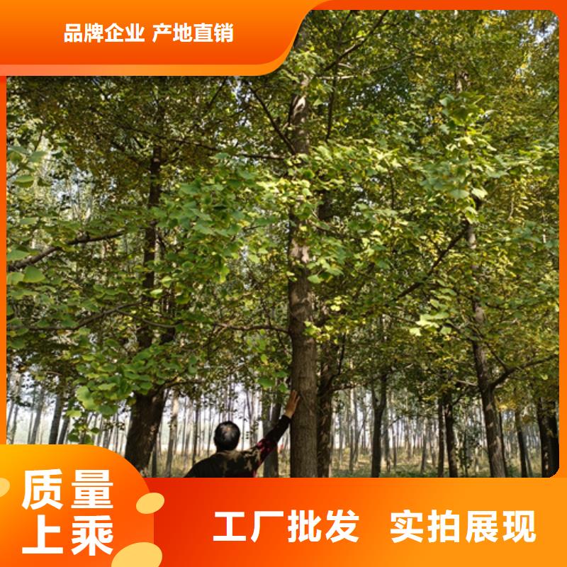 法桐国槐工厂直供厂家拥有先进的设备