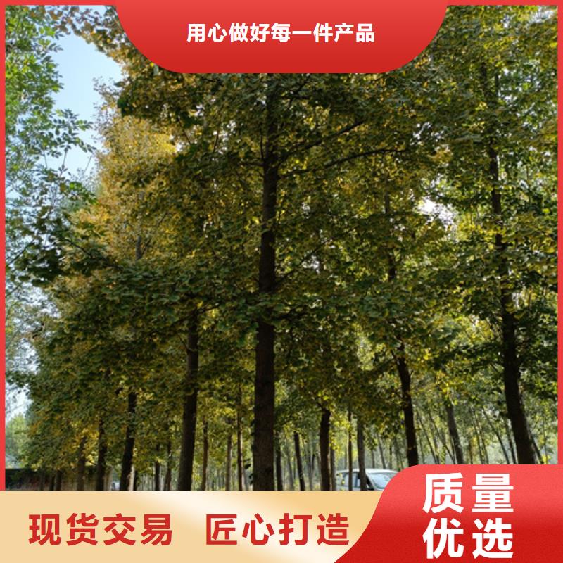 法桐-金叶白蜡好货采购市场行情