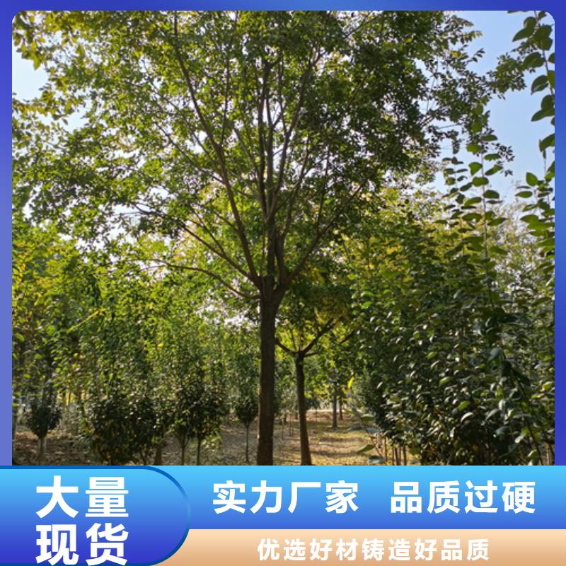 【法桐_原生冠法桐厂家直接面向客户】用好材做好产品
