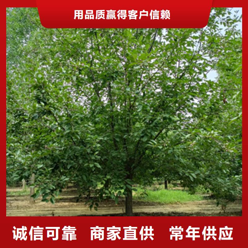 【法桐】金叶白蜡现货销售多种款式可随心选择