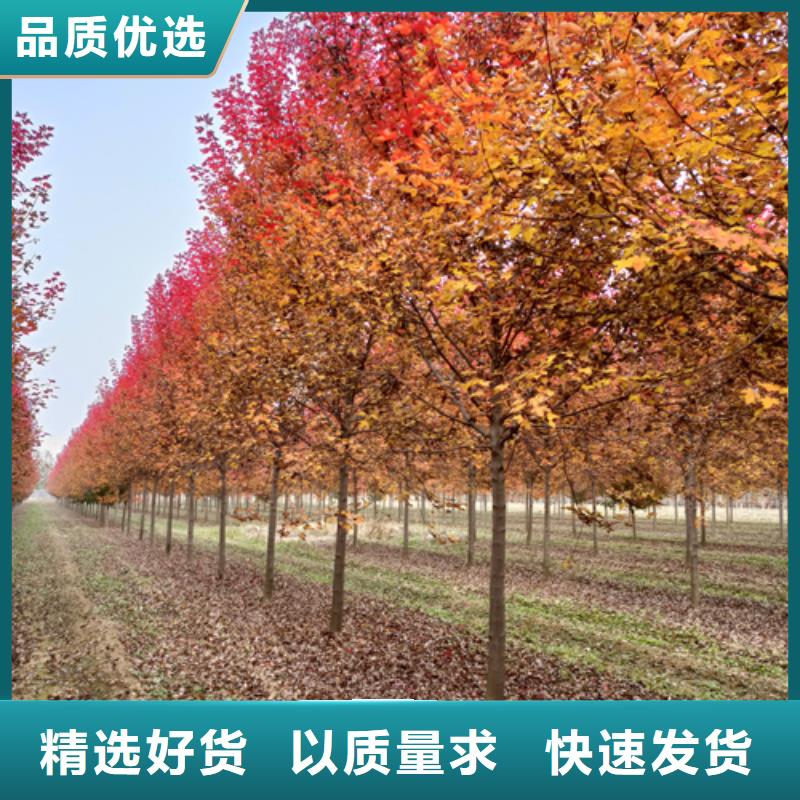 法桐西府海棠专业的生产厂家厂家品控严格
