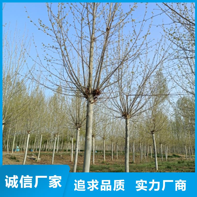 法桐产地采购品质优选