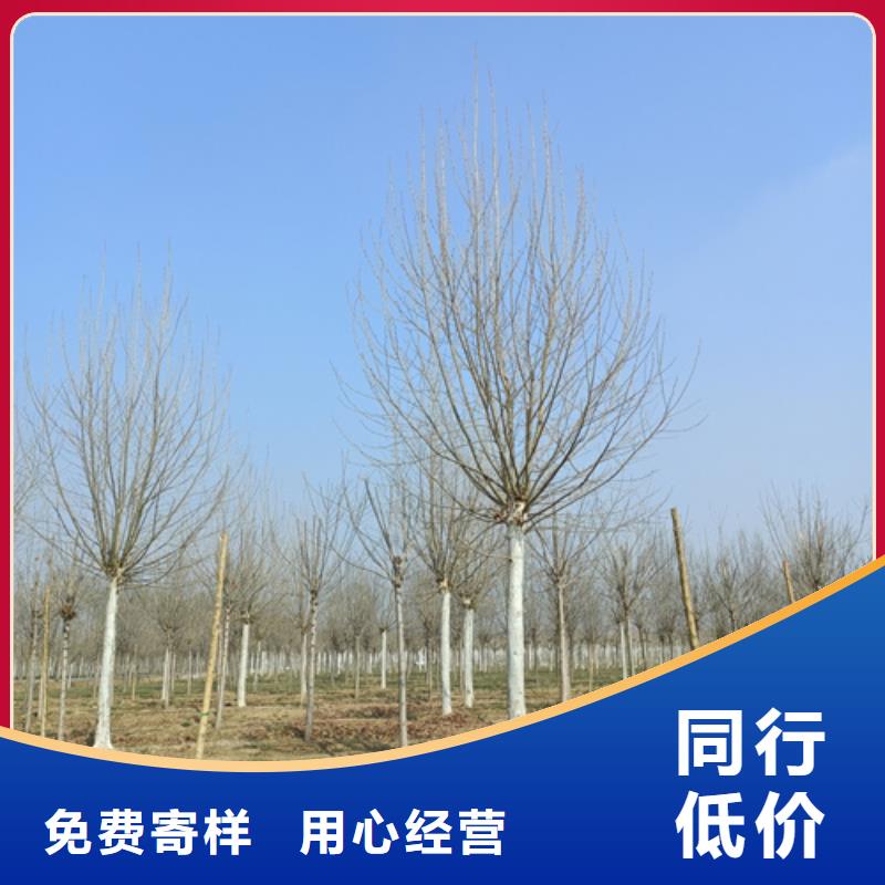 法桐金叶复叶槭当日价格厂家直销放心