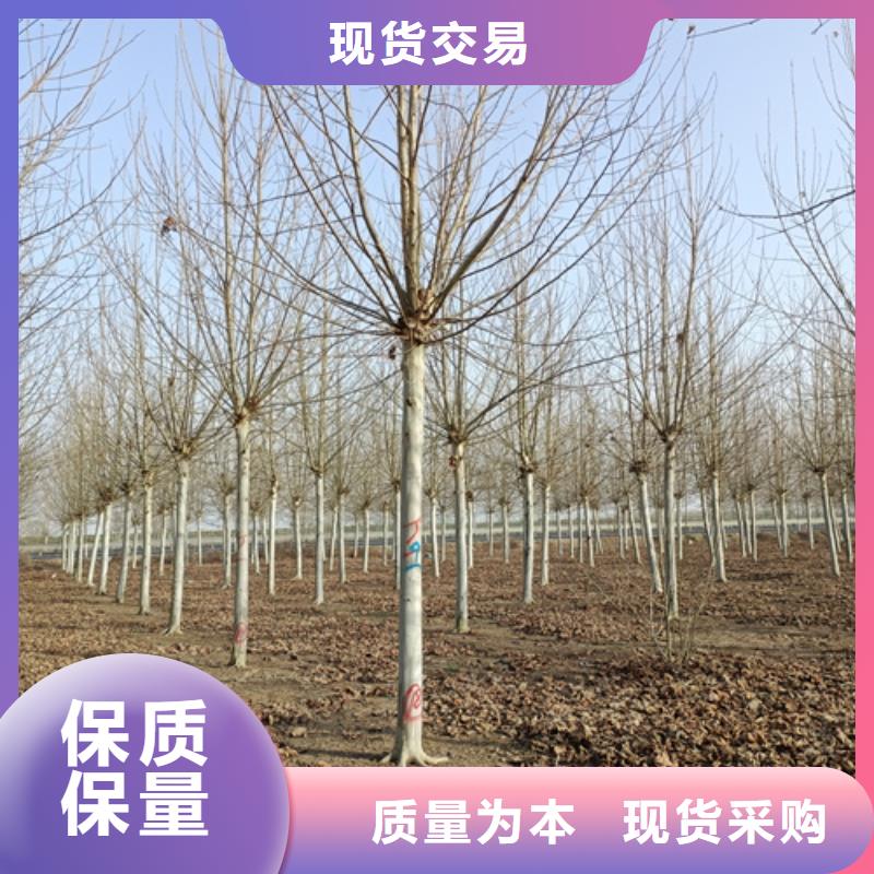 法桐金叶白蜡满足您多种采购需求当地经销商