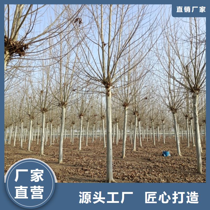 法桐黄金槐高品质现货销售好产品价格低