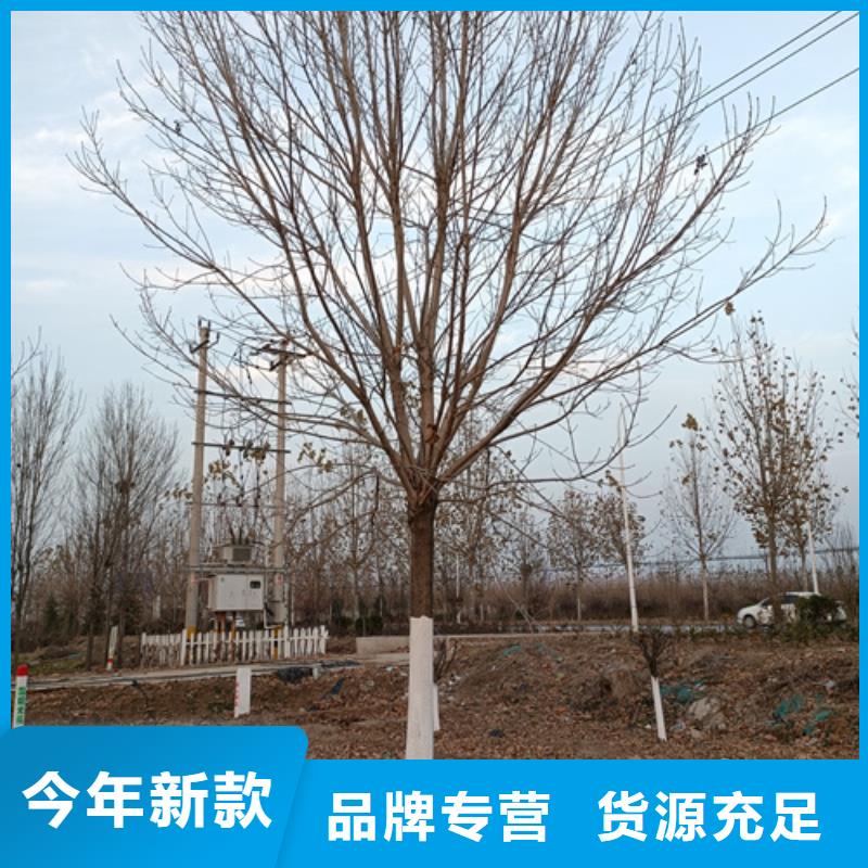 法桐_黄金槐讲信誉保质量厂家批发价