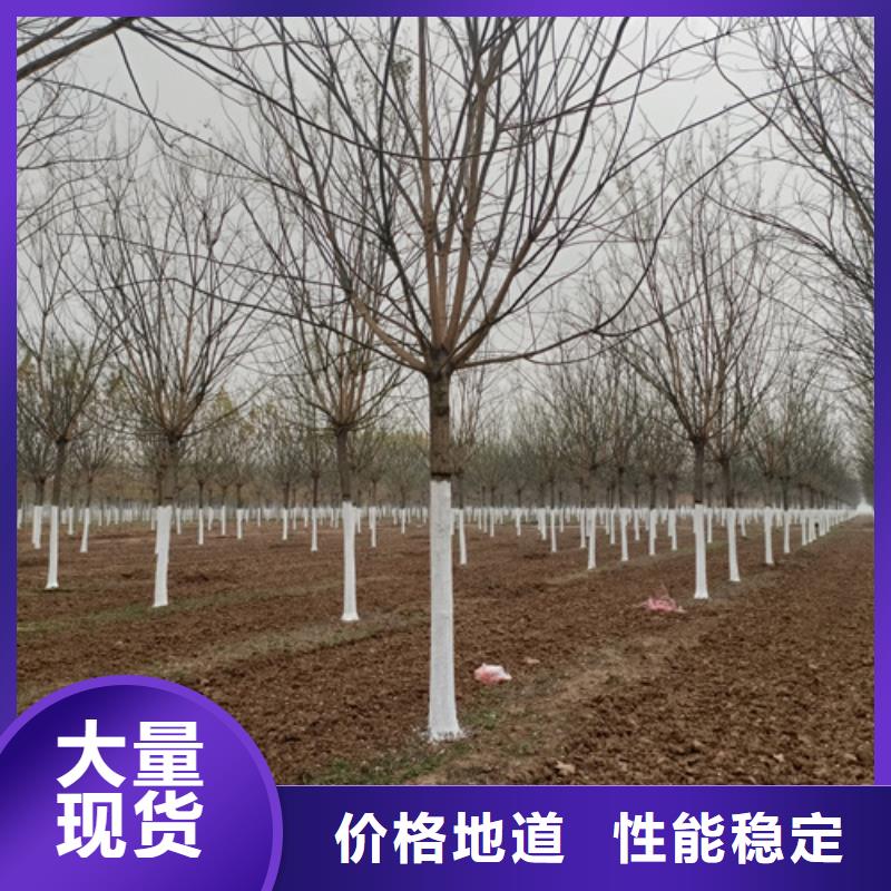 法桐秋紫白蜡专业生产厂家好产品价格低