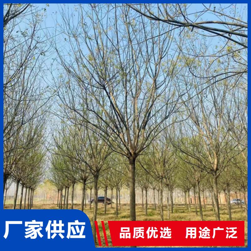 法桐黄金槐品质优良当地公司