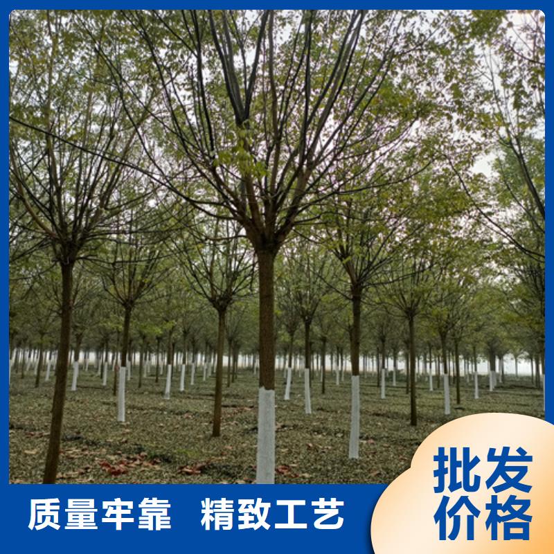 法桐-西府海棠不断创新同城制造商