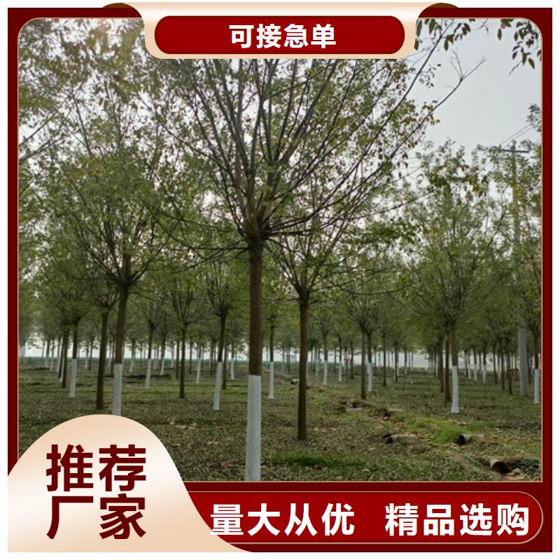 法桐_五角枫质量三包本地公司