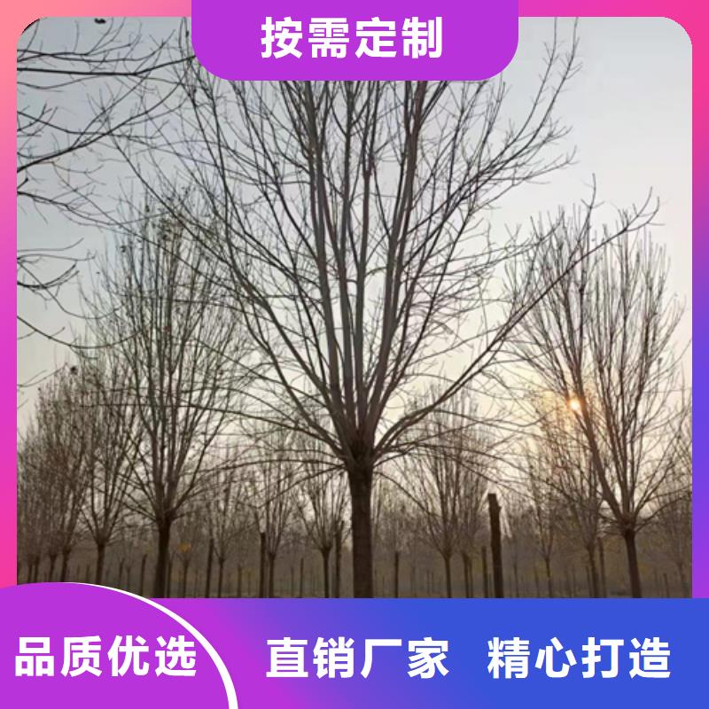 法桐【五角枫】品牌专营产地直销