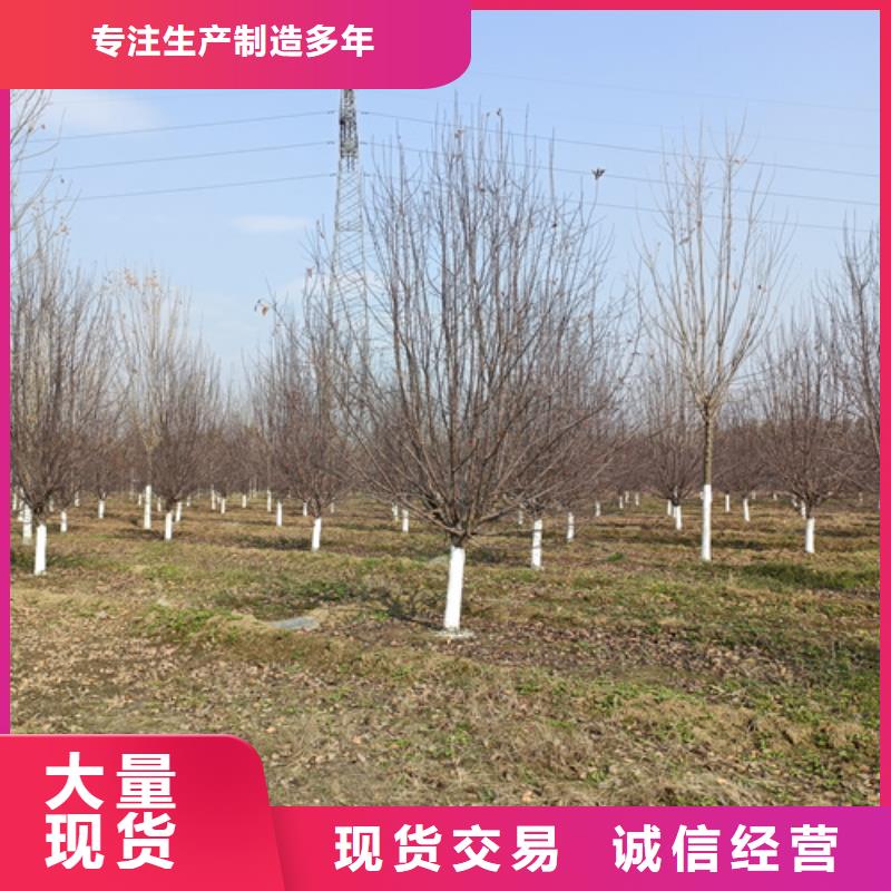 法桐国槐厂家供应本地公司