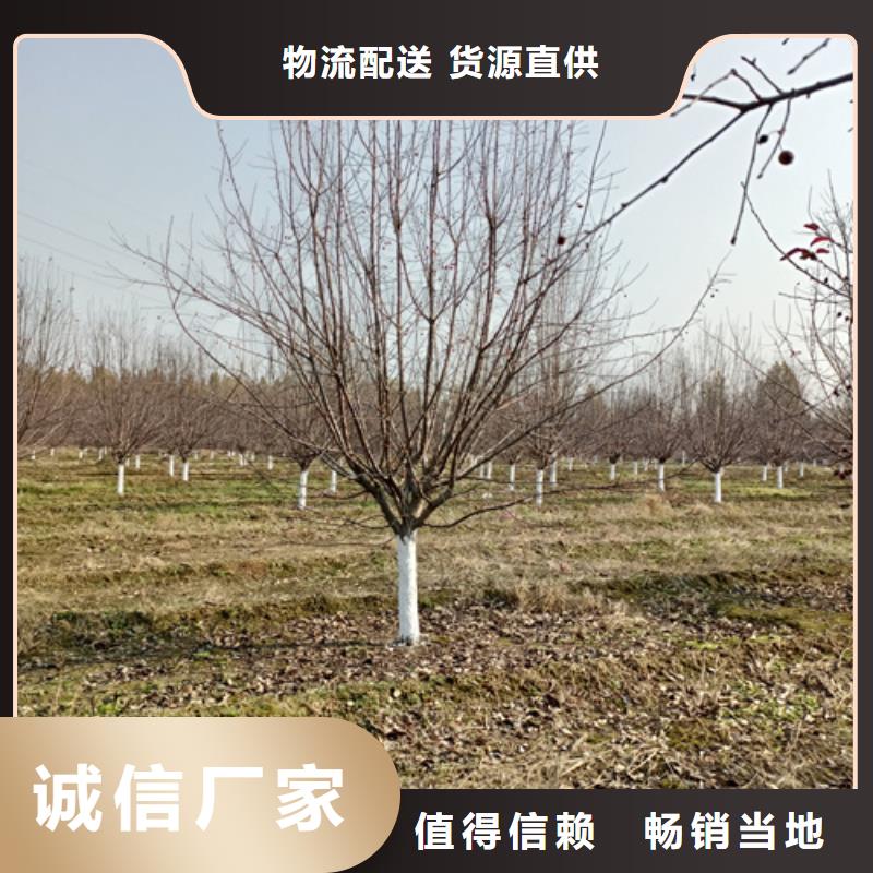 法桐细节展示厂家经验丰富