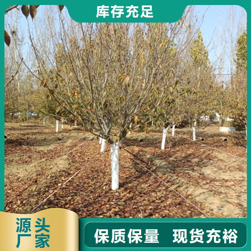 法桐_五角枫厂家销售品质服务