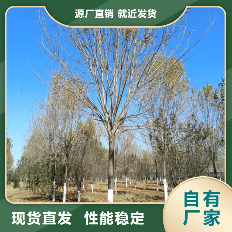 法桐黄金槐优良工艺产地工厂