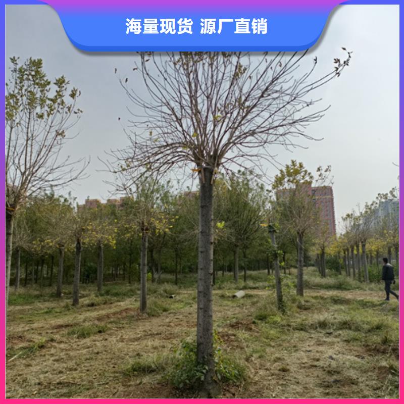 法桐联系厂家货源直供