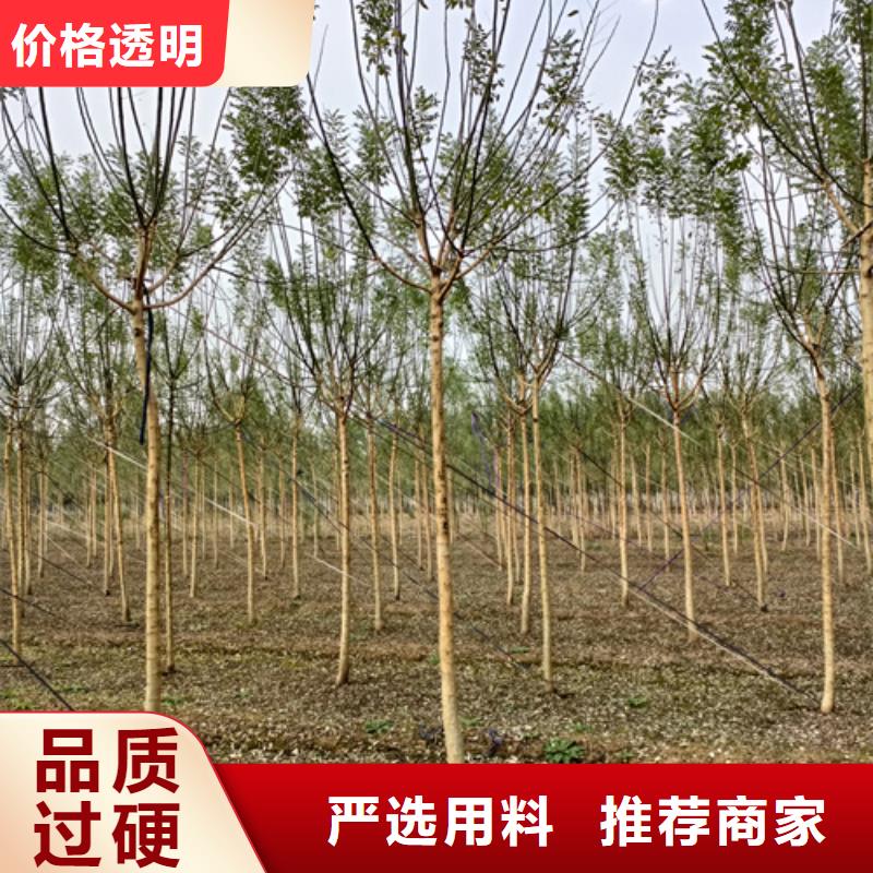 法桐白蜡定制零售批发现货直发