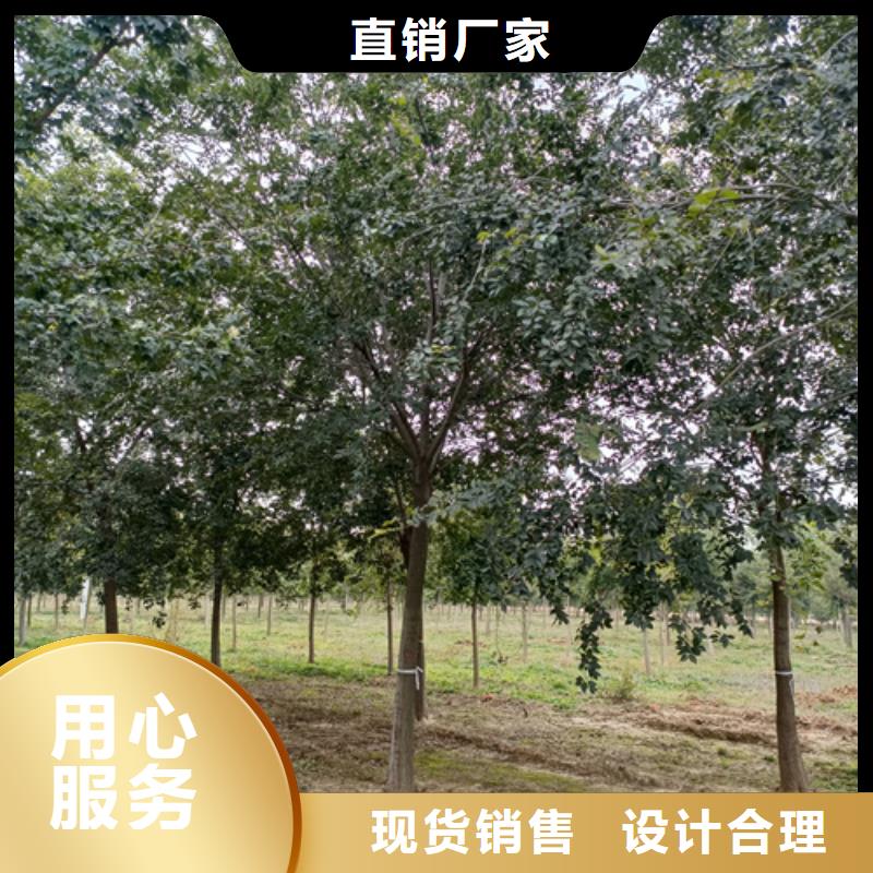 ​法桐_美国红枫实力商家供货稳定当地制造商
