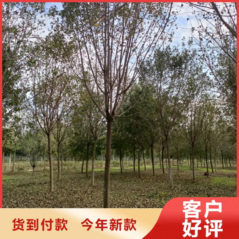 【法桐】截杆发帽商家直供当地生产厂家