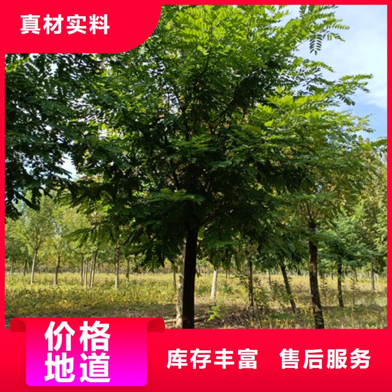 法桐金叶槐现货直供当地货源