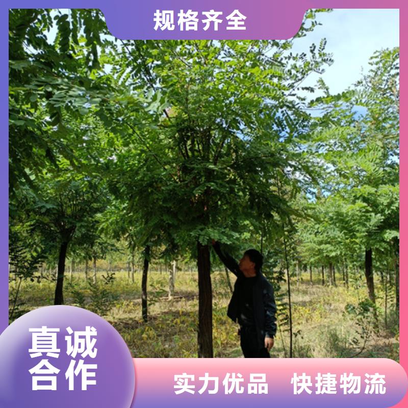 法桐_黄金槐定制速度快工期短用心制作