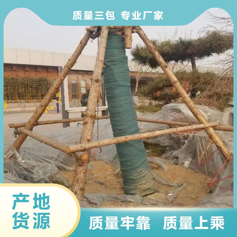 裹树布土工格栅质量三包实力见证