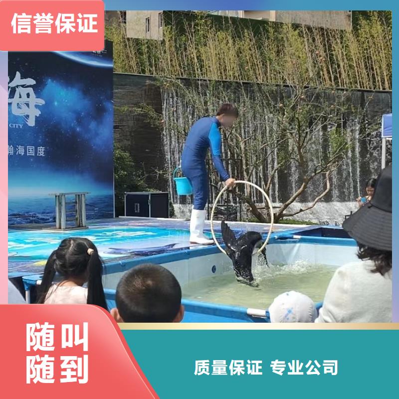 海洋主题动物表演【出租海狮表演】24小时为您服务24小时为您服务