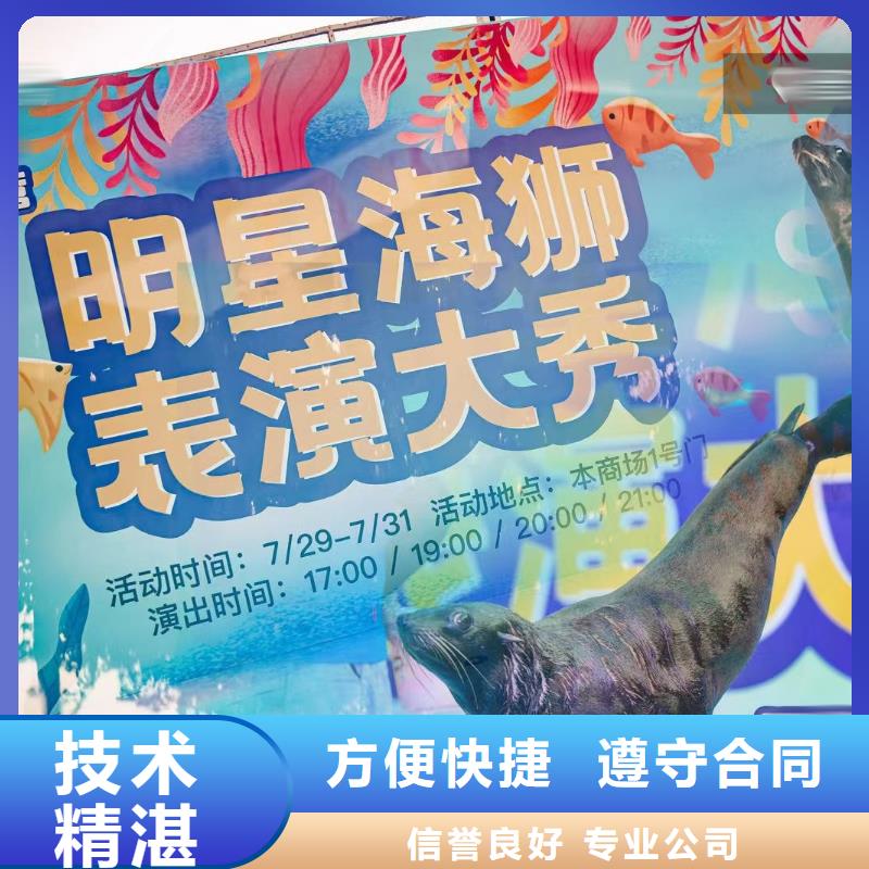 海洋主题动物表演,海狮表演出租比同行便宜团队