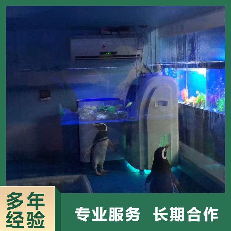 【海洋主题动物表演出租马戏表演正规公司】技术成熟
