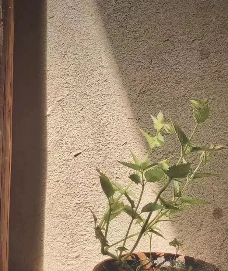 生态稻草漆批发价格质量保证